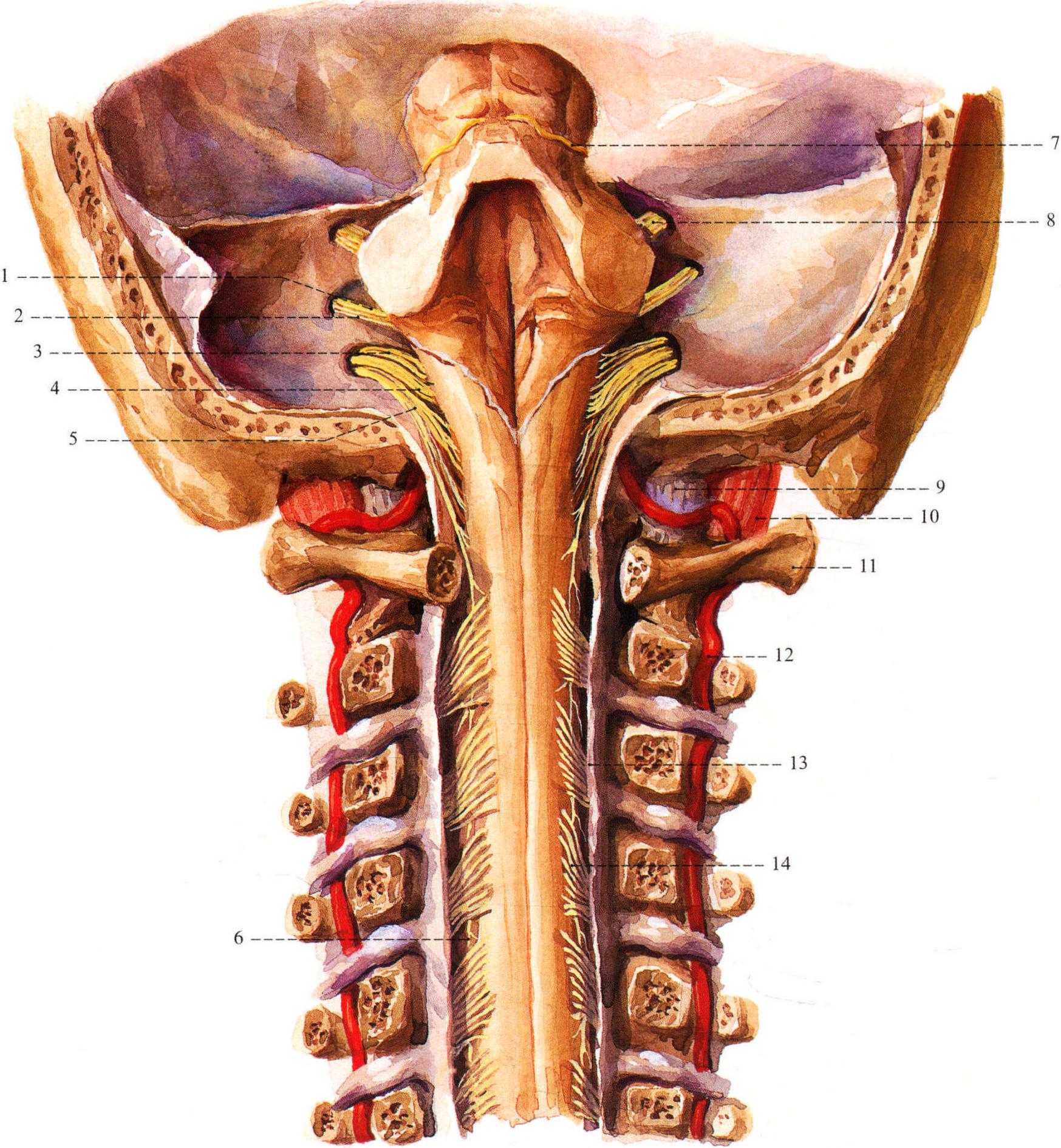 11.脑干和颈髓(后面观)
